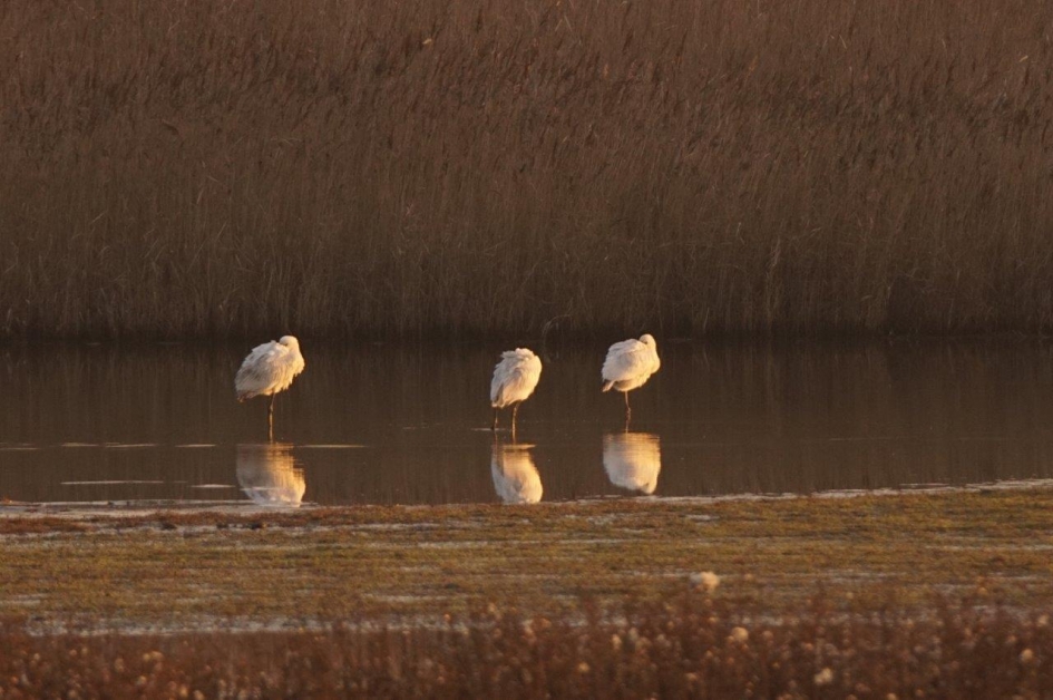Op rust - Vogels - Lepelaar