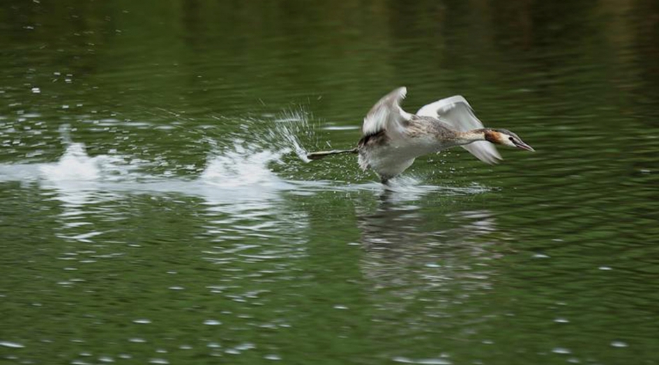 opzij, opzij, opzij... - Vogels - 