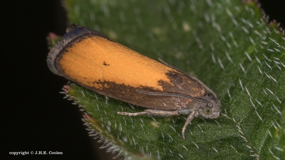 Oranje dwergbladroller - Geleedpotigen - Oranje dwergbladroller