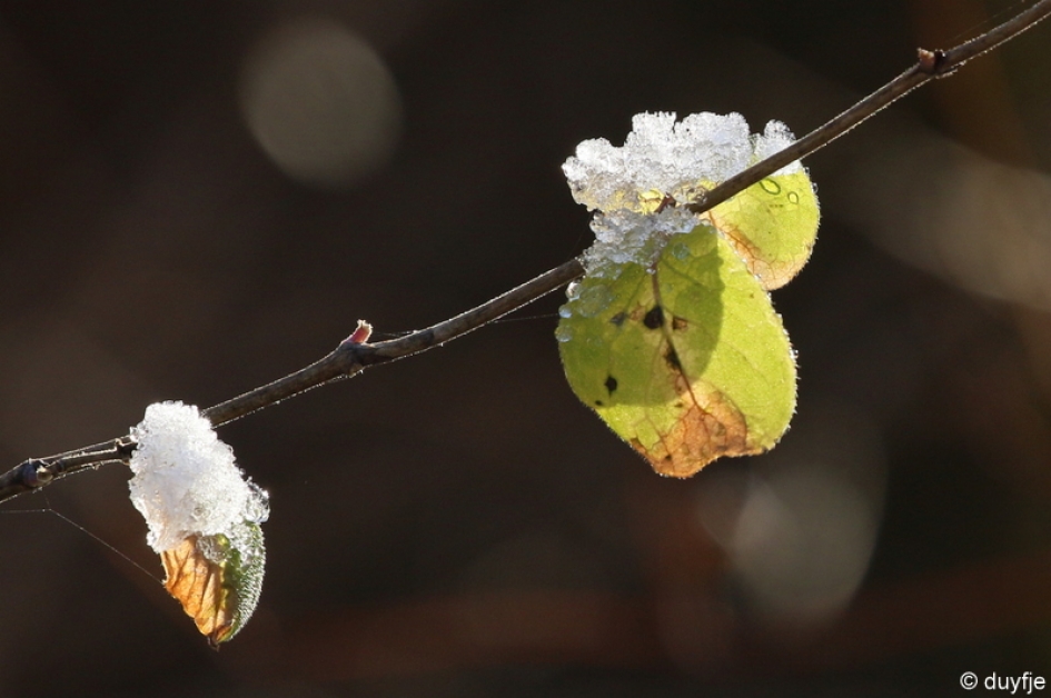 oud en nieuw - Planten - 