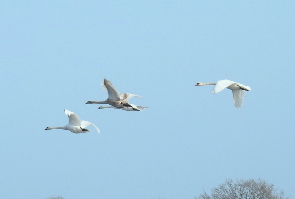 Overvliegende knobbelzwanen - Vogels - Knobbelzwaan