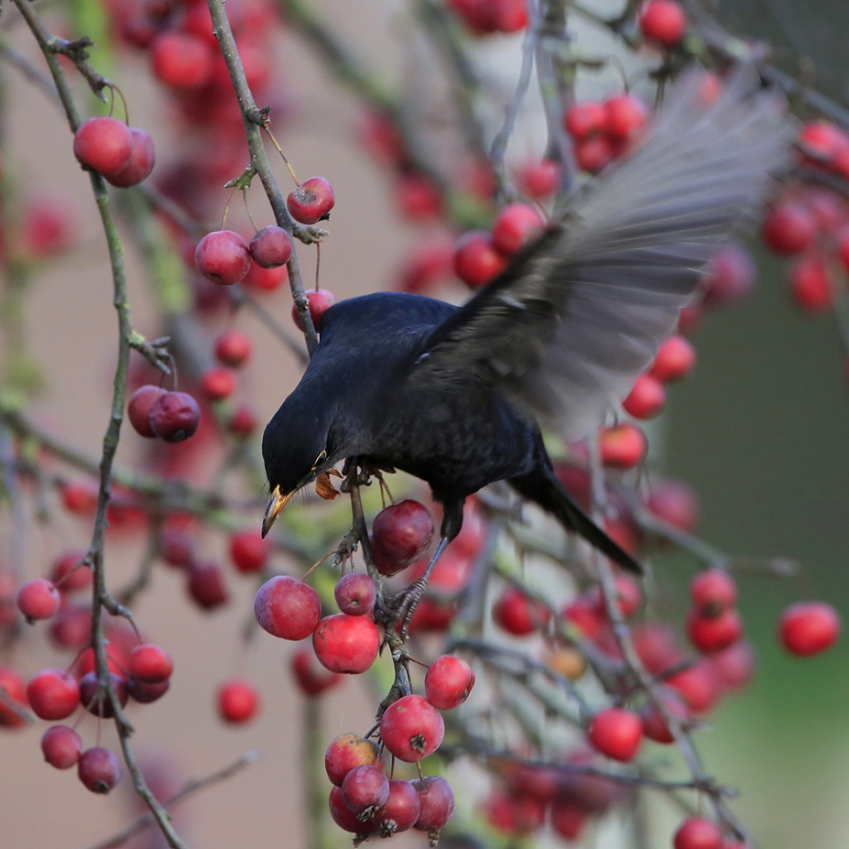 Overvloed - Vogels - Merel