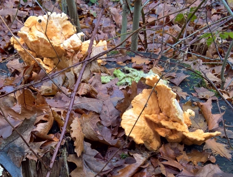 Paddenstoelen op en rond de veluwe