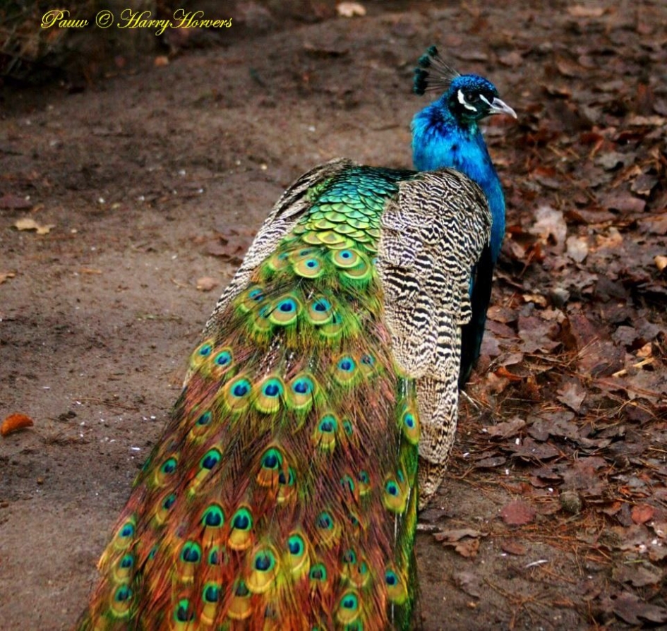 Pauw - Vogels - Pauw