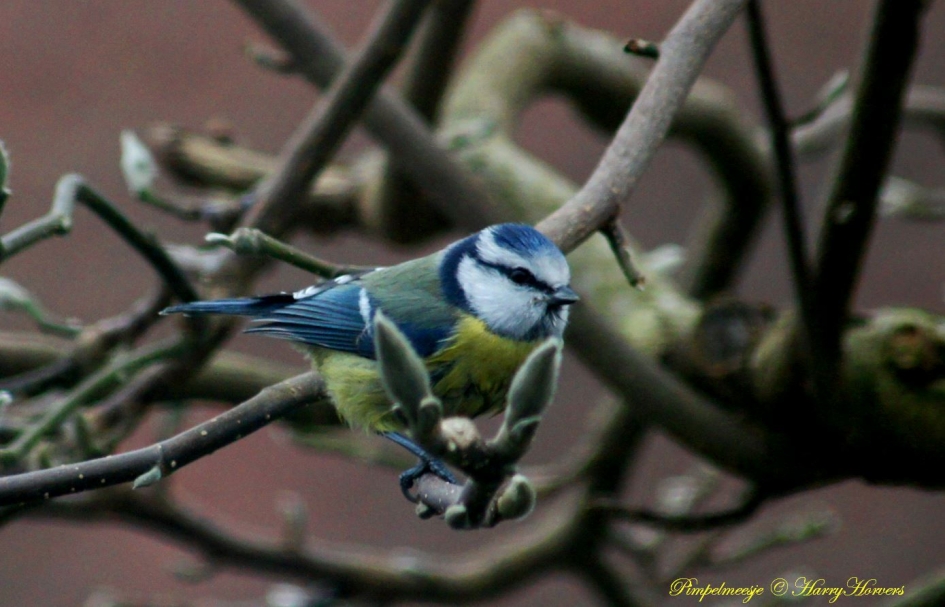 Pimpelmeesje - Vogels - Pimpelmeesje