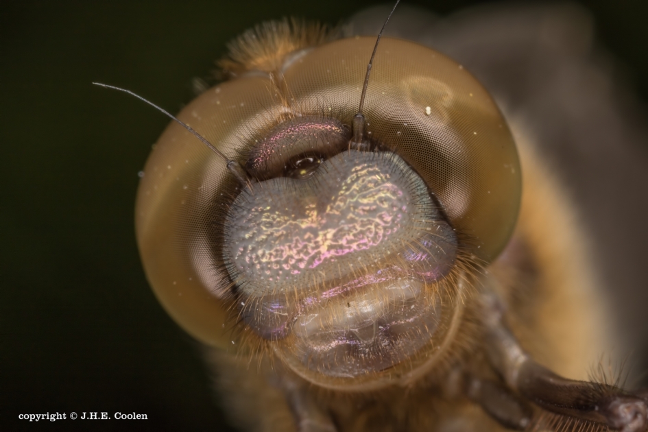 Portret - Geleedpotigen - Smaragdlibel