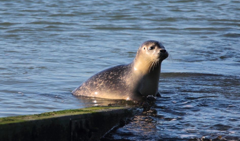 Poserende Zeehond - Zoogdieren - Zeehond
