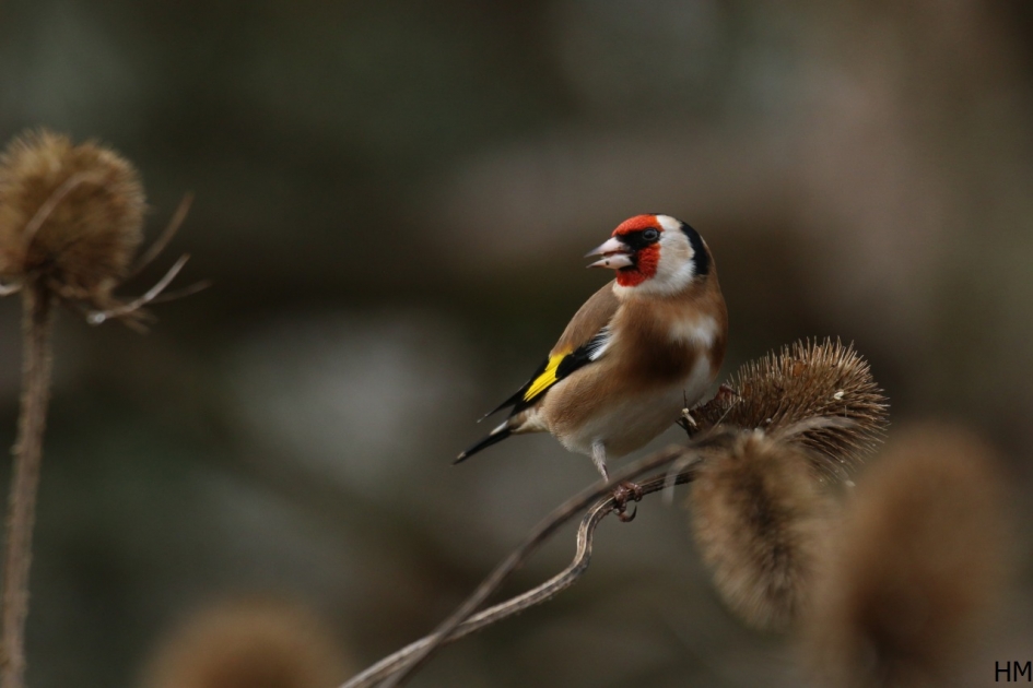 Putter - Vogels - Putter