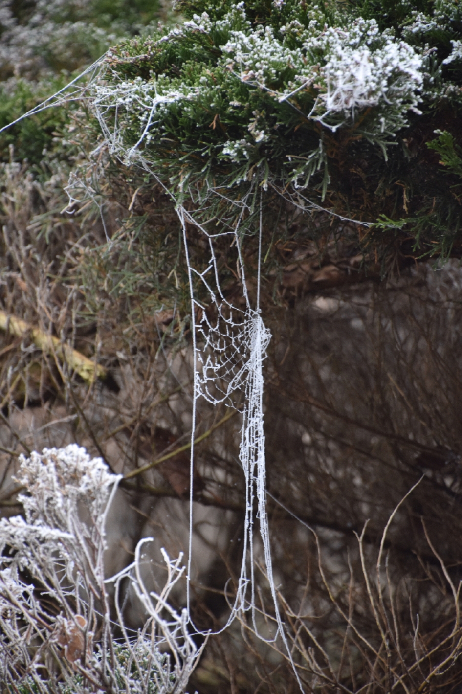 Rag met rijp - Weer en landschap - 