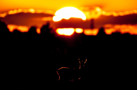 Ree in tegenlicht