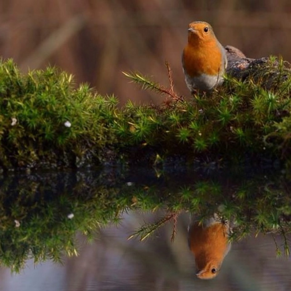 Reflectie - Vogels - Roodborst