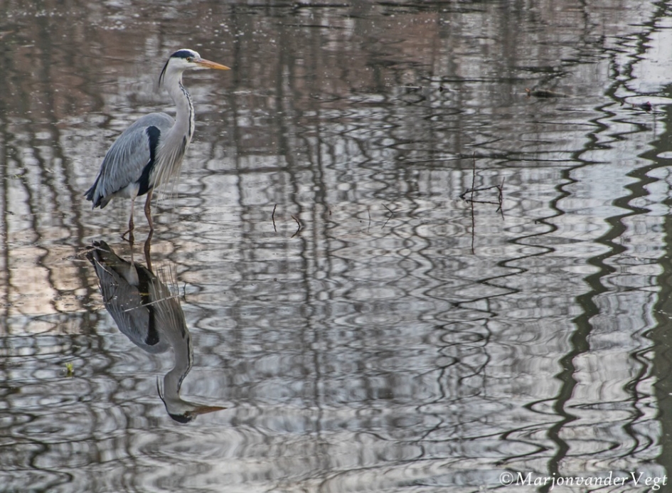 Reiger - Vogels - Reiger