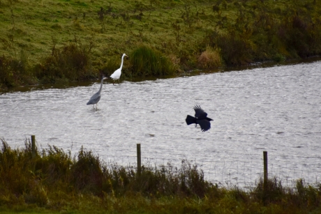 Blauwe en witte reiger......
