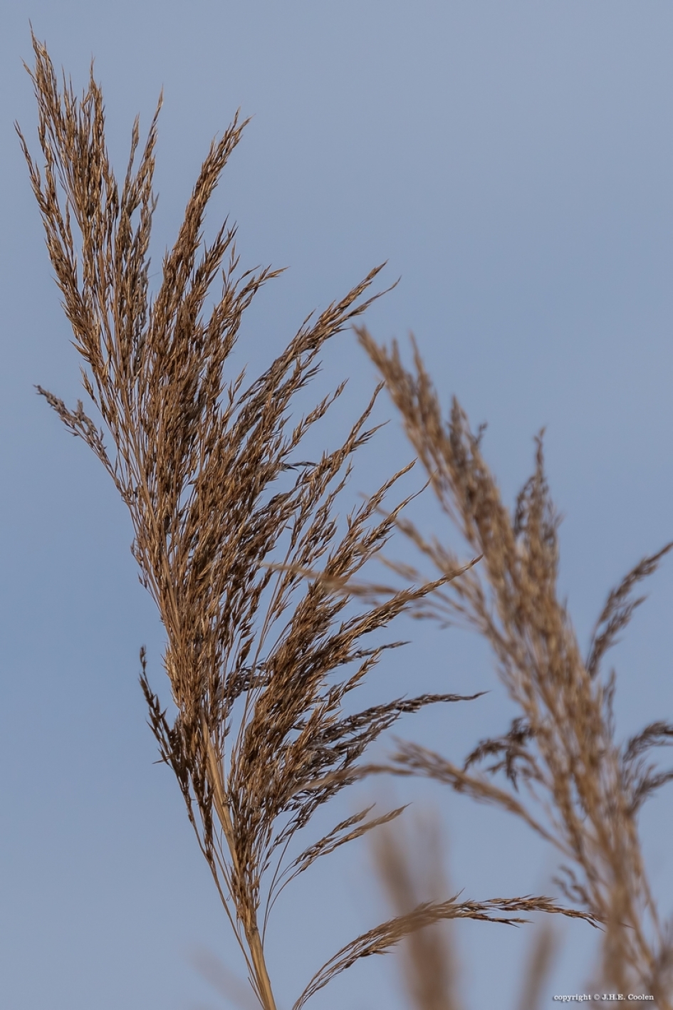 Riet - Planten - 