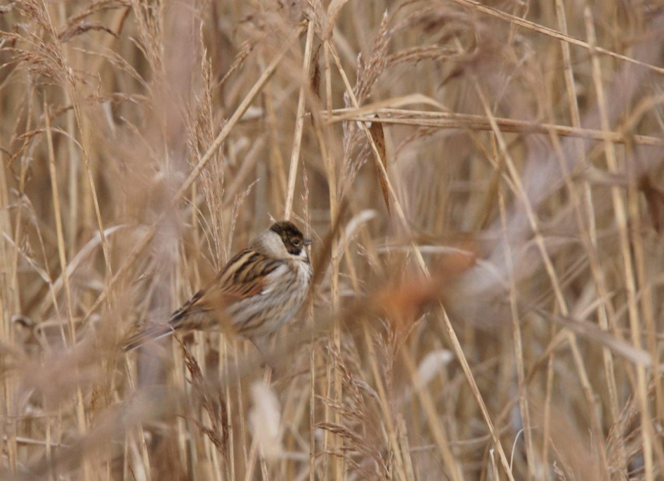 Rietgors - Vogels - Rietgors
