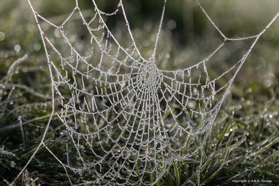 Rijp - Weer en landschap - 