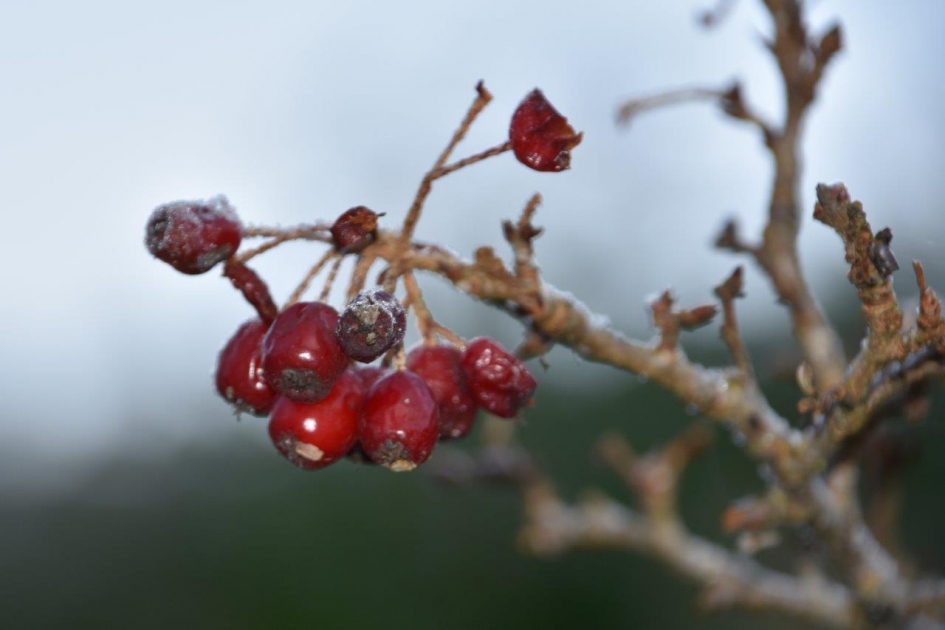 Rode bessen - Planten - 