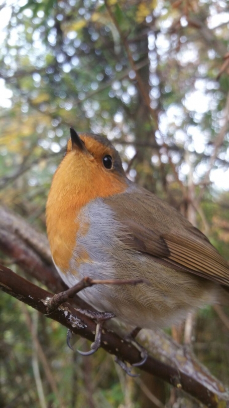 roodborst