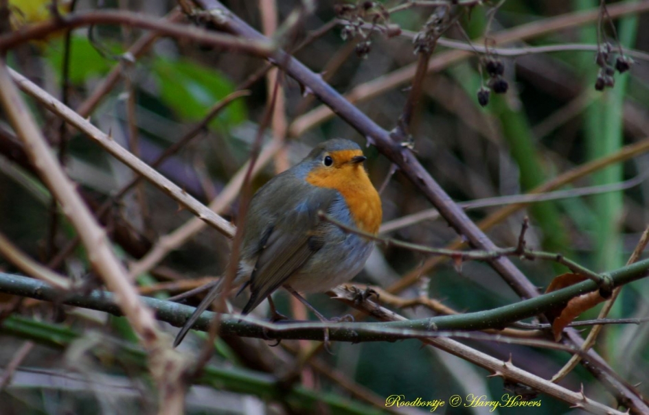 Roodborstje - Vogels - 