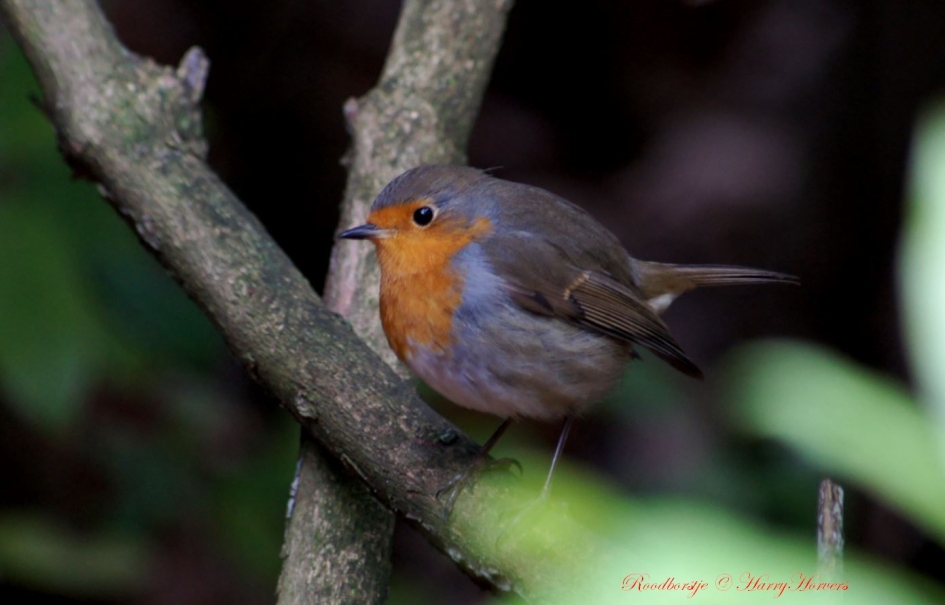 Roodborstje - Vogels - Roodborstje