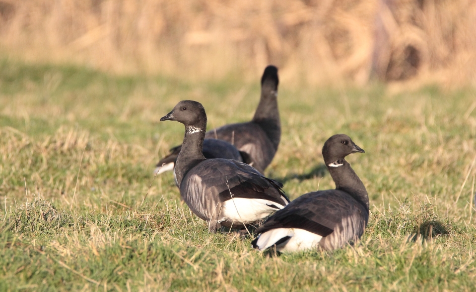 Rotgansen - Vogels - Rotgans