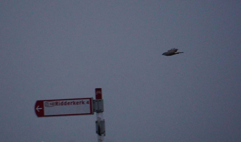 Ruigpootbuizerd - Vogels - Ruigpootbuizerd