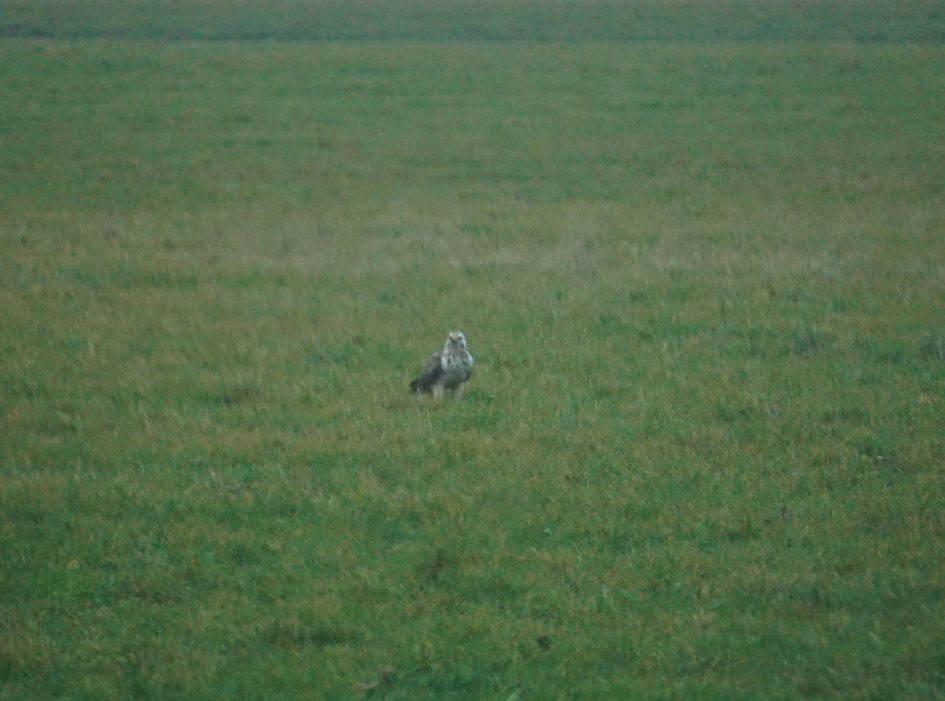 Ruigpootbuizerd - Vogels - Ruigpootbuizerd