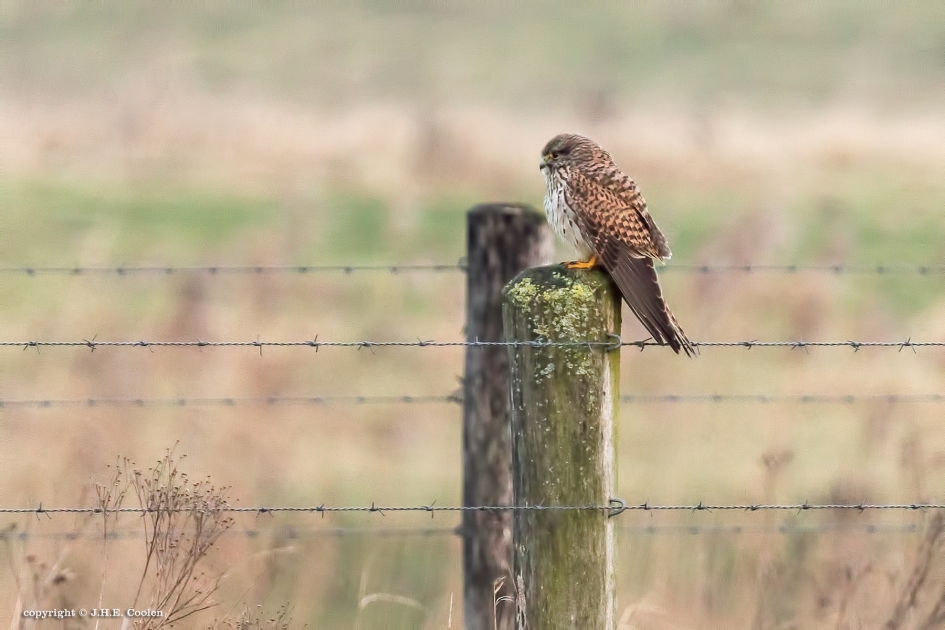 Rustplek - Vogels - Torenvalkje