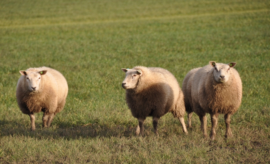 Nieuwsgierig! - Zoogdieren - 