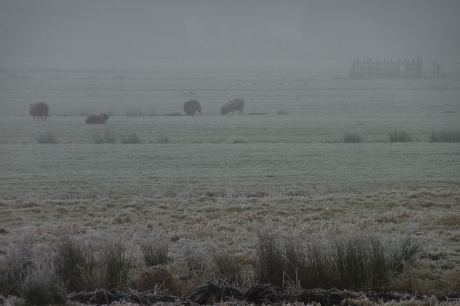 Schapen in de mist - Zoogdieren - 