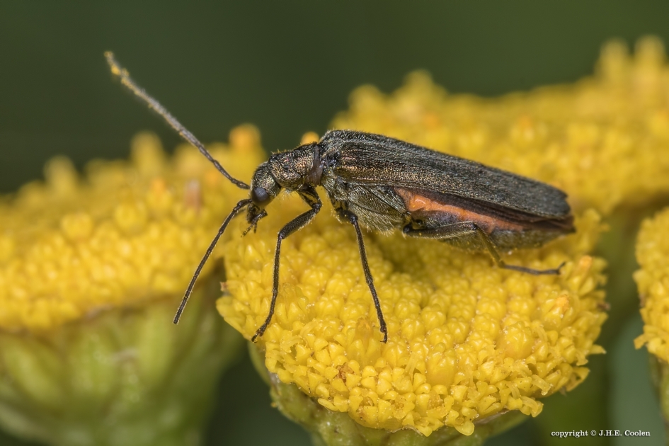 Schijnboktor - Geleedpotigen - Schijnboktor