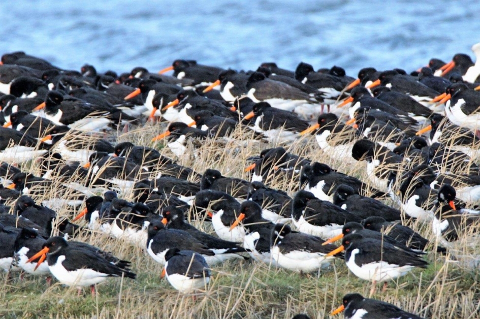 Schol eksters - Vogels - Scholeksters