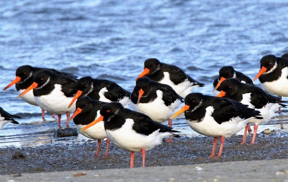 Schol eksters - Vogels - Scholeksters