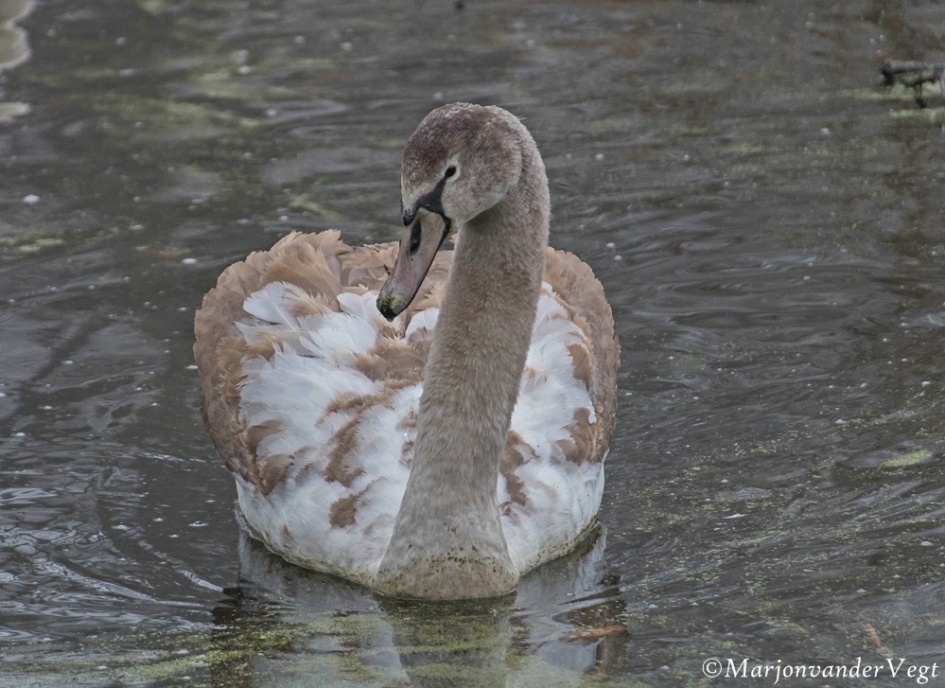 Schoonheid - Vogels - Zwanen