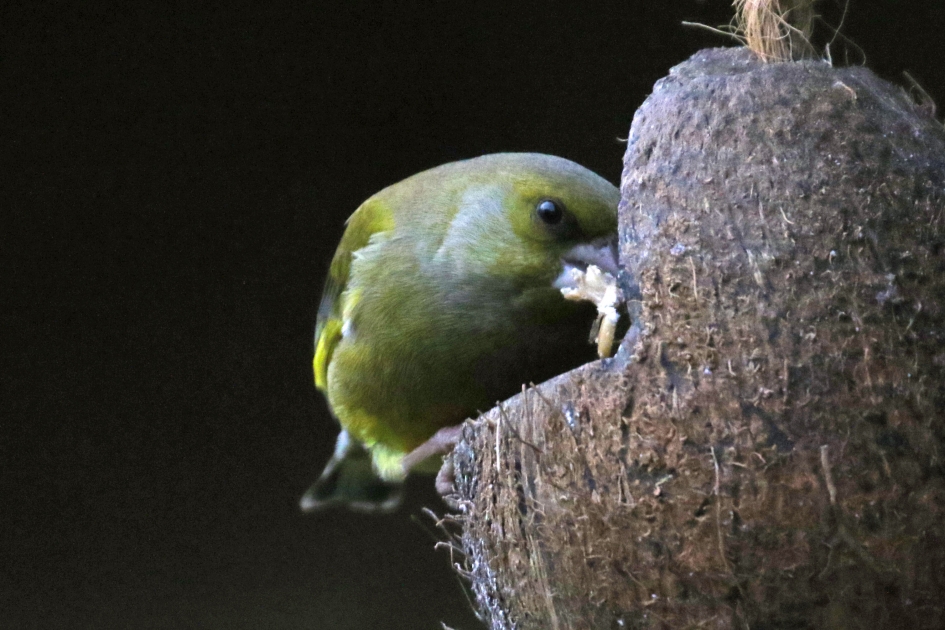 Schrokop! - Vogels - Groenling