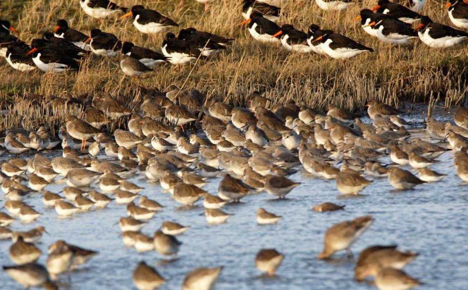 Schuilplaats - Vogels - 