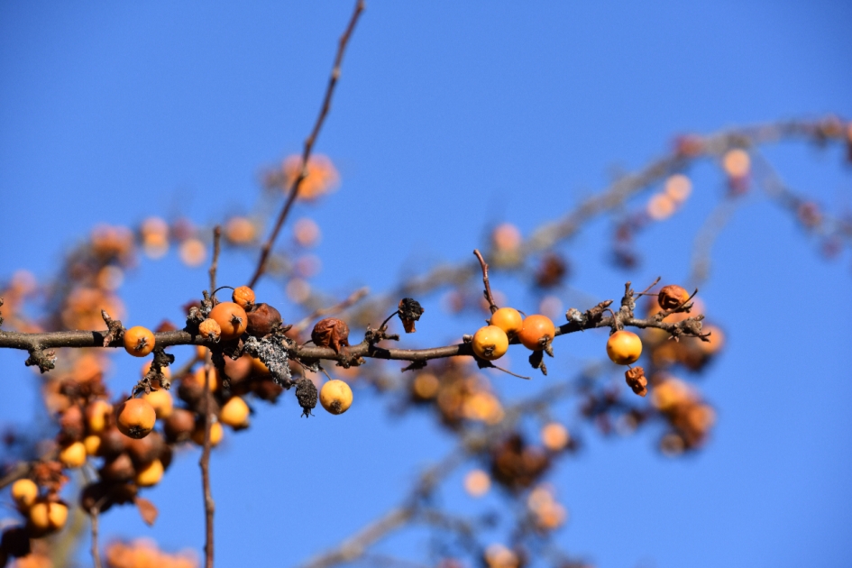 Sierappeltjes - Planten - 