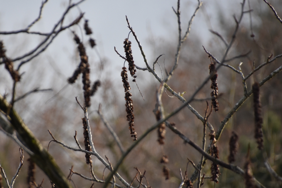 Slierten.... - Planten - 