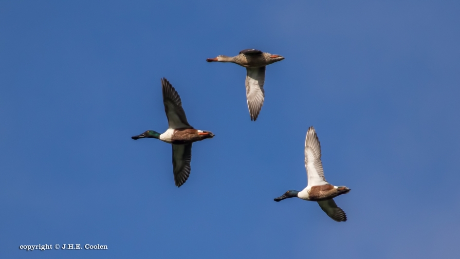 Slob... - Vogels - Slobeend