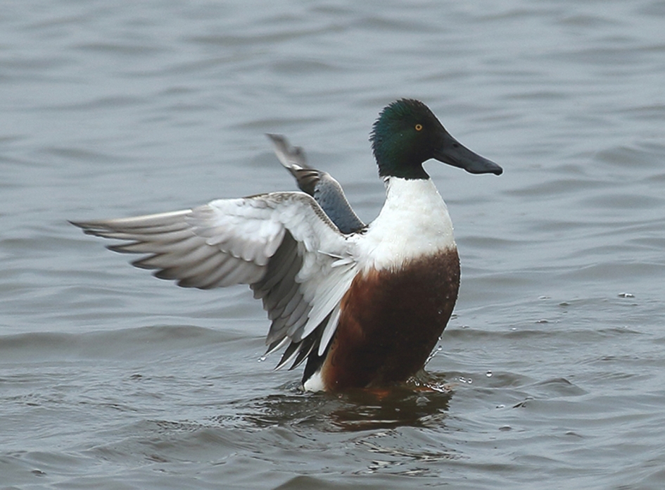 slobeend -m- - Vogels - 