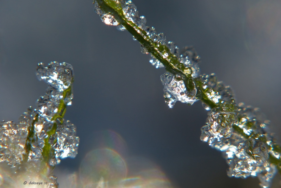 Smeltend rijp - Weer en landschap - 