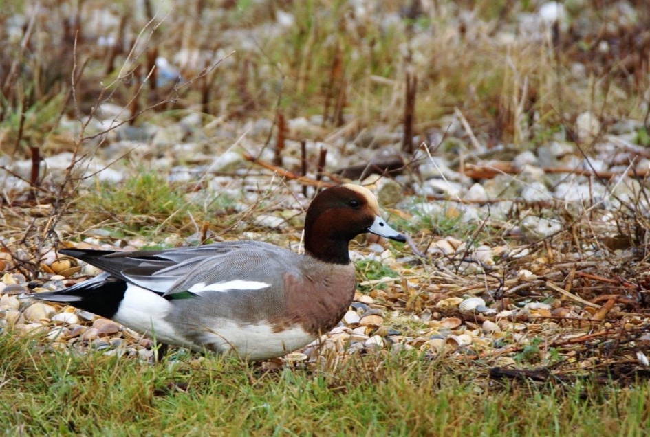 Smient - Vogels - Smient