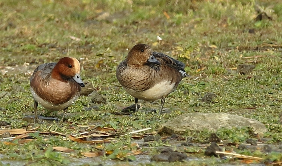 smient m + v - Vogels - 