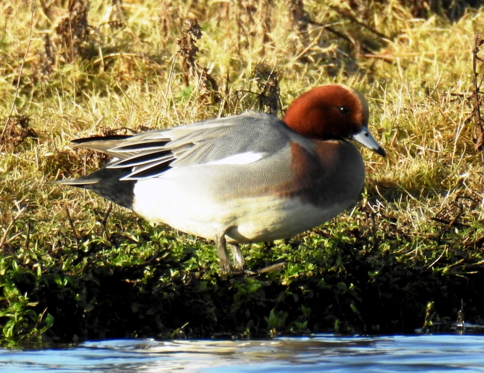 Smient man - Vogels - Smient