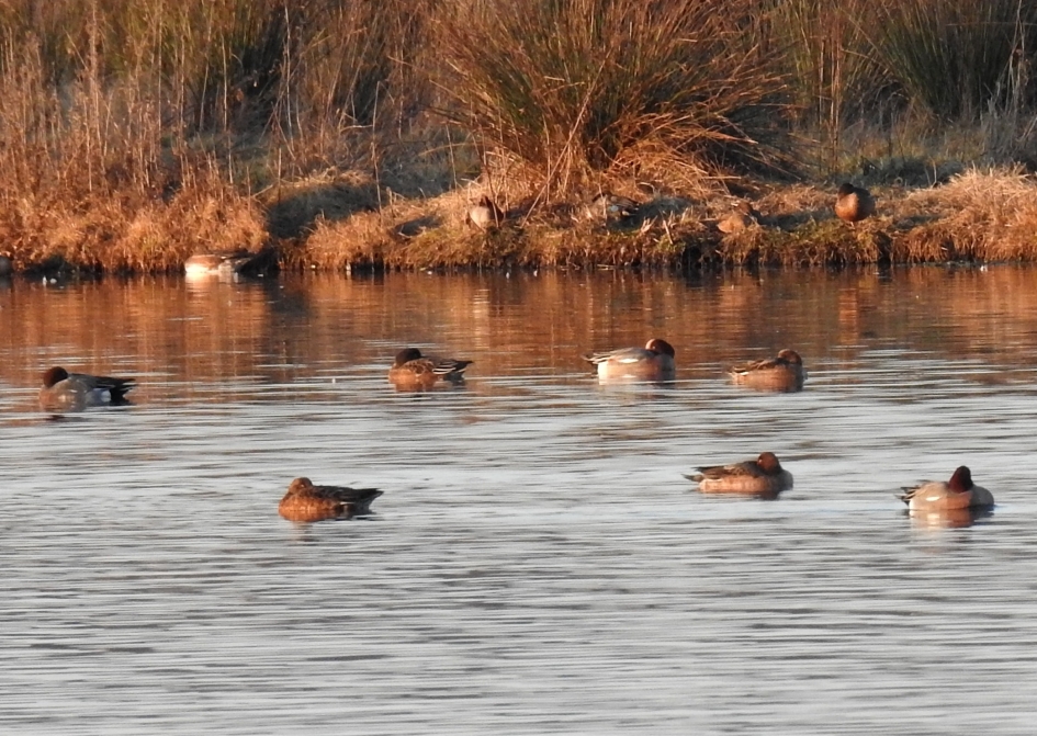 Smienten - Vogels - Smient
