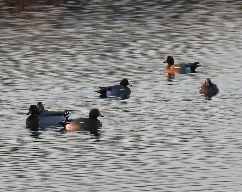 Smienten - Vogels - Smient