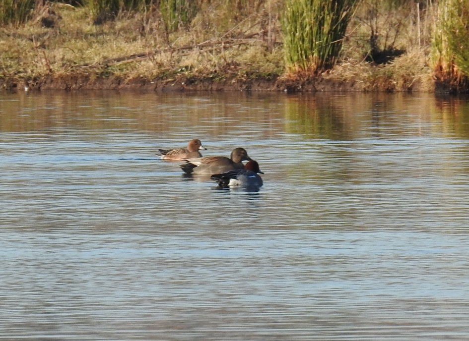 Smienten - Vogels - Smient