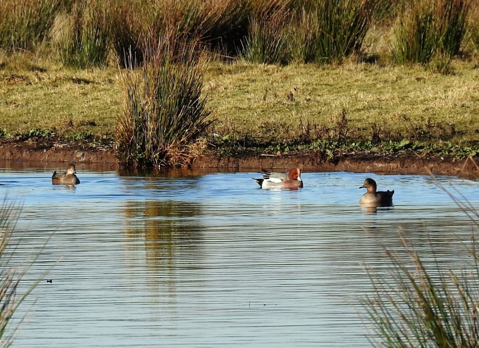 Smienten - Vogels - Smient