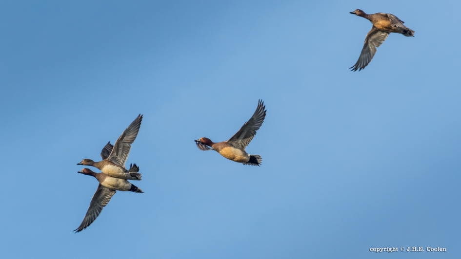 Smient(en) - Vogels - Smient