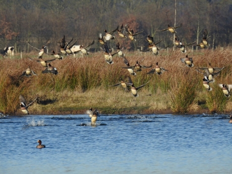 Smienten vliegen op na een geweerschot (of vuurwerk??)